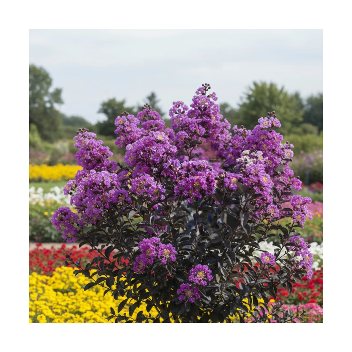 Lilas des Indes Black Diamond® Purely Purple™, Lagerstroemia