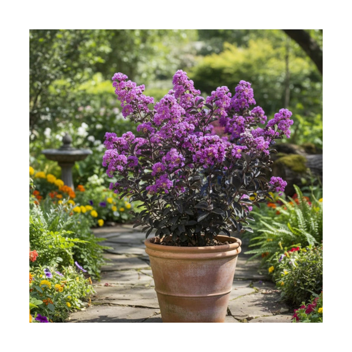 Lilas des Indes Black Diamond® Purely Purple™, Lagerstroemia
