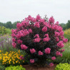 Lilas des Indes Black Diamond® Shell Pink™, Lagerstroemia
