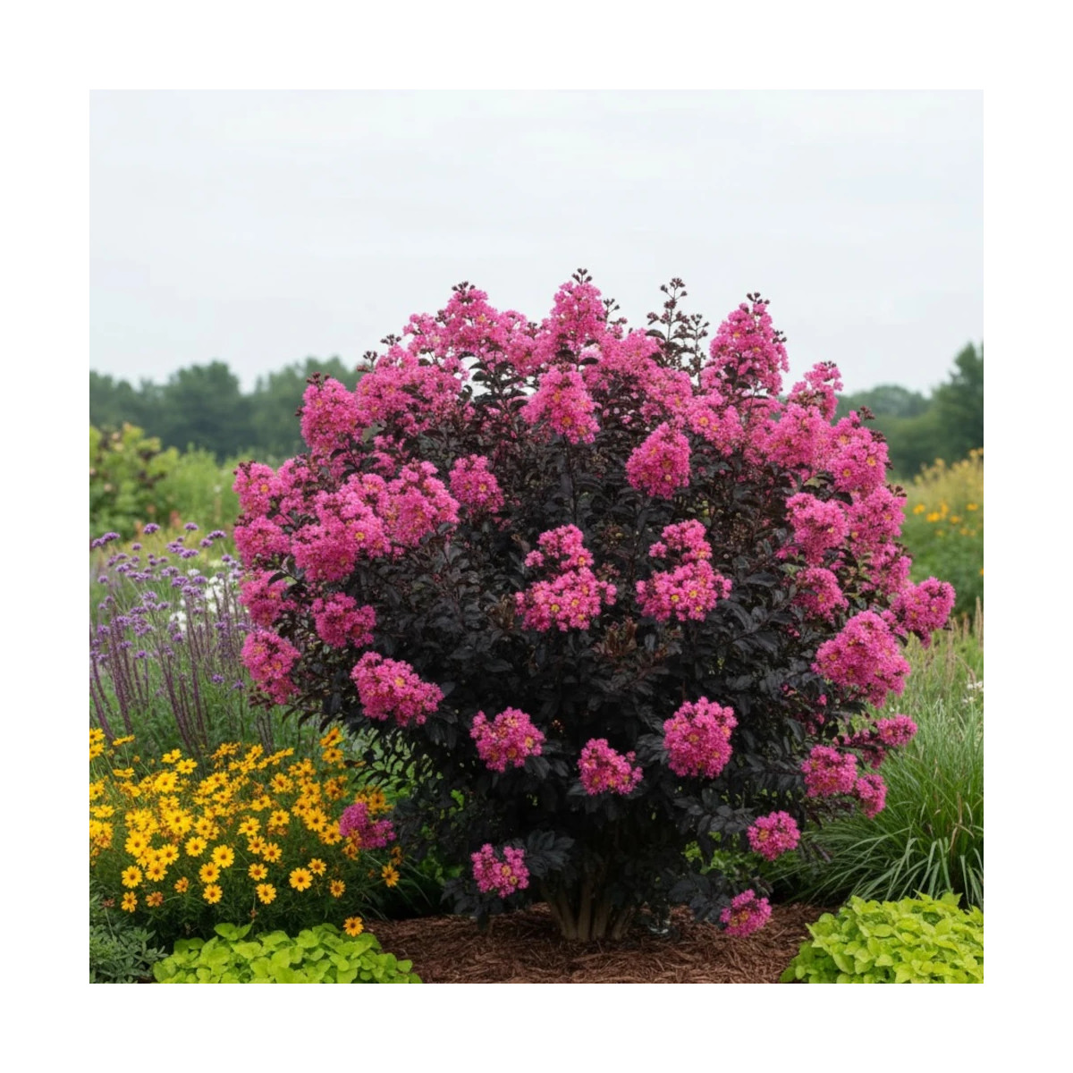 Lilas des Indes Black Diamond® Shell Pink™, Lagerstroemia