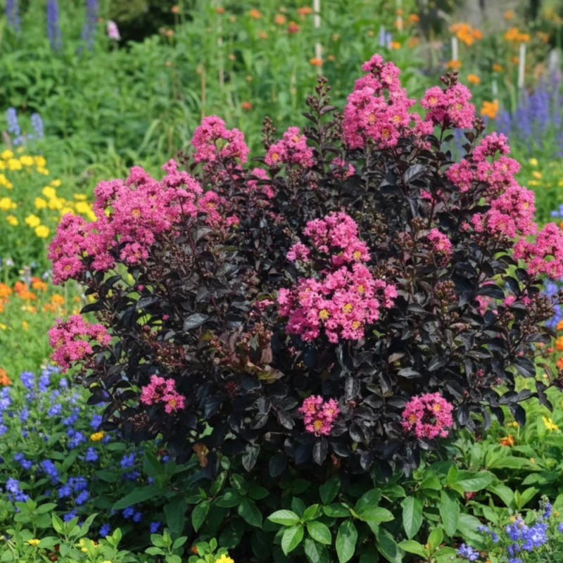 Lilas des Indes Black Diamond® Shell Pink™, Lagerstroemia
