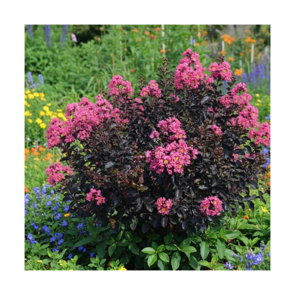 Lilas des Indes Black Diamond® Shell Pink™, Lagerstroemia