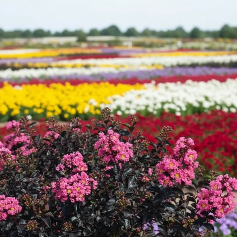 Lilas des Indes Black Diamond® Shell Pink™, Lagerstroemia