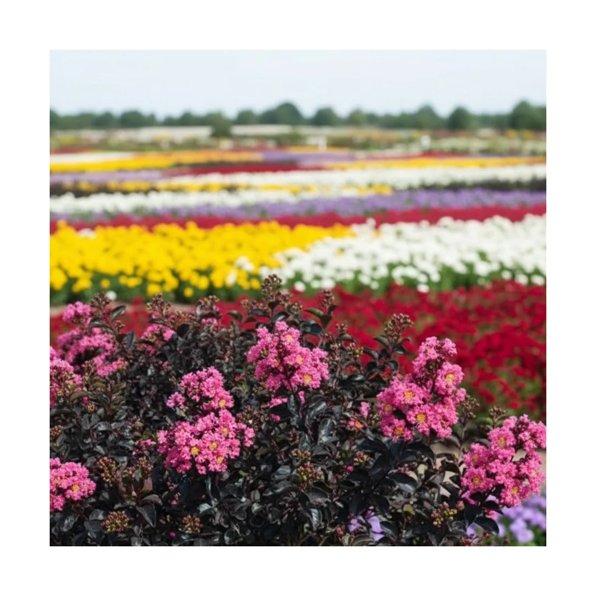 Lilas des Indes Black Diamond® Shell Pink™, Lagerstroemia