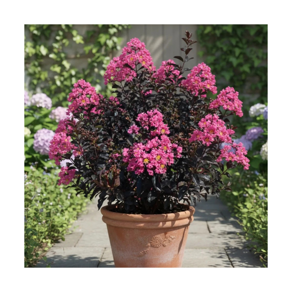 Lilas des Indes Black Diamond® Shell Pink™, Lagerstroemia