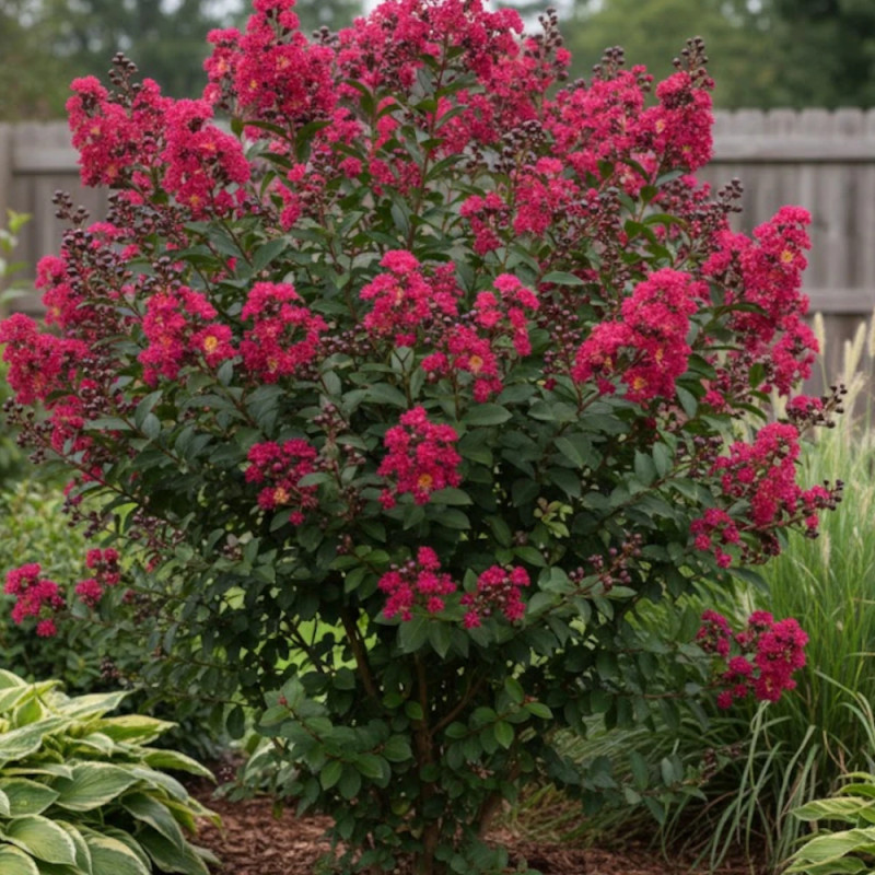 Lilas des Indes Double Feature, Lagerstroemia