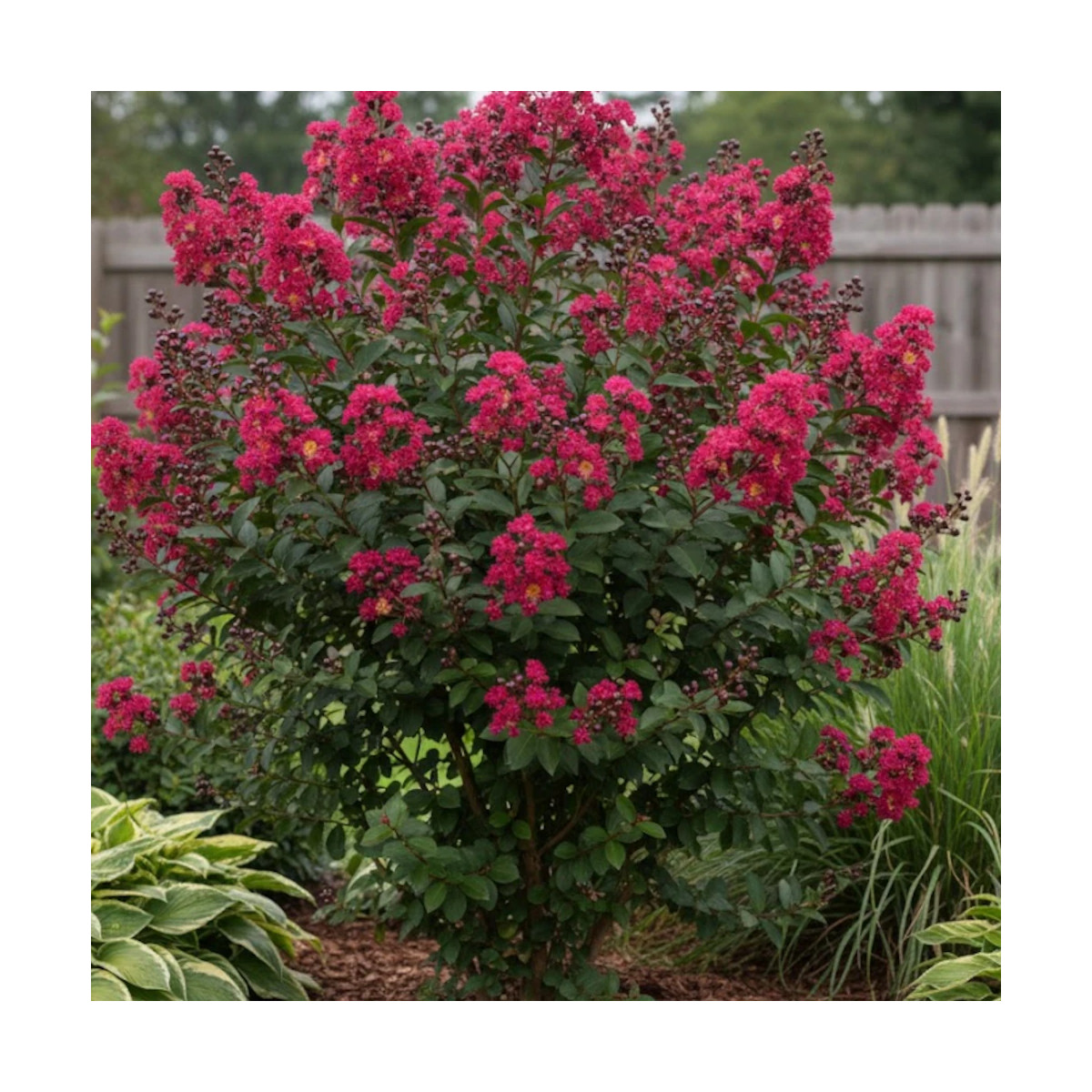 Lilas des Indes Double Feature, Lagerstroemia