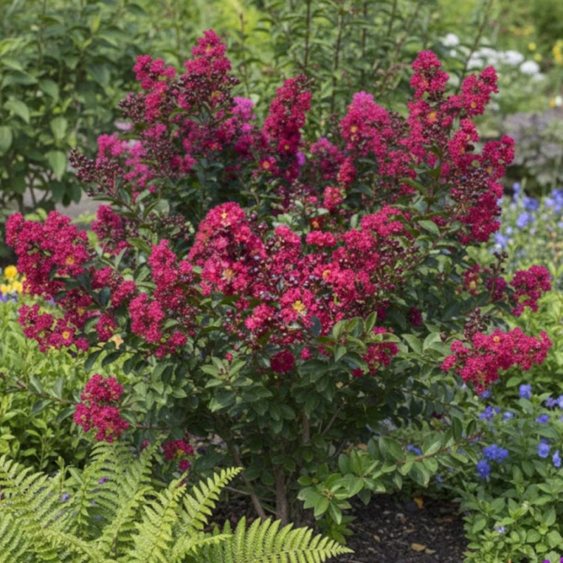 Lilas des Indes Double Feature, Lagerstroemia