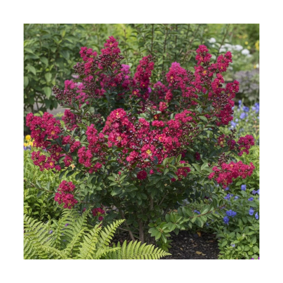 Lilas des Indes Double Feature, Lagerstroemia