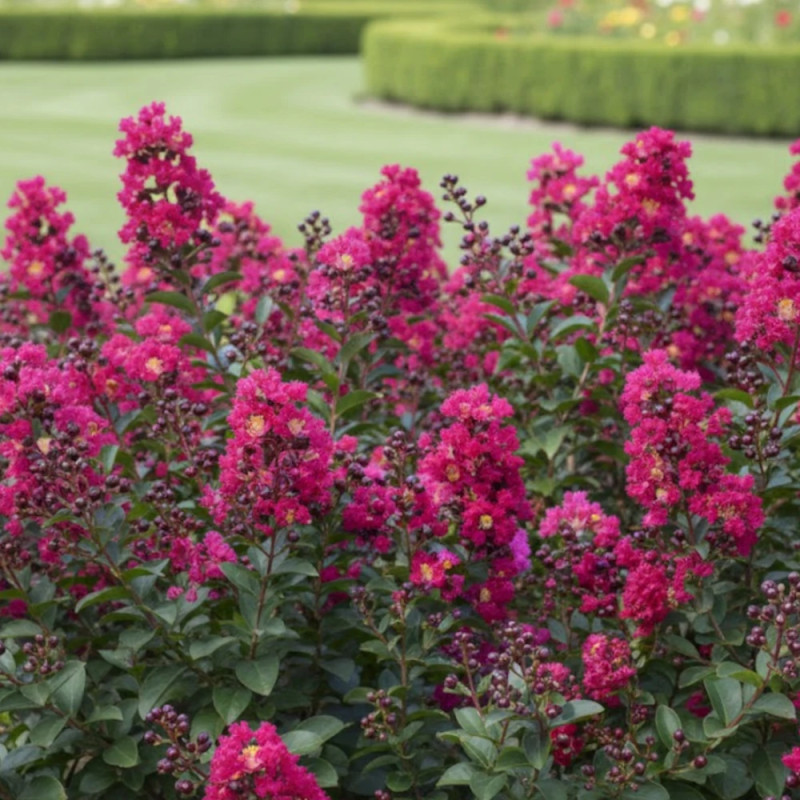 Lilas des Indes Double Feature, Lagerstroemia