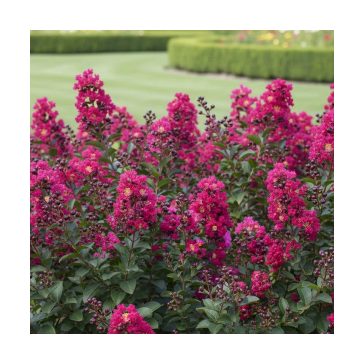 Lilas des Indes Double Feature, Lagerstroemia