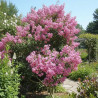 Lilas des Indes Jacqueline Desmartis, Lagerstroemia