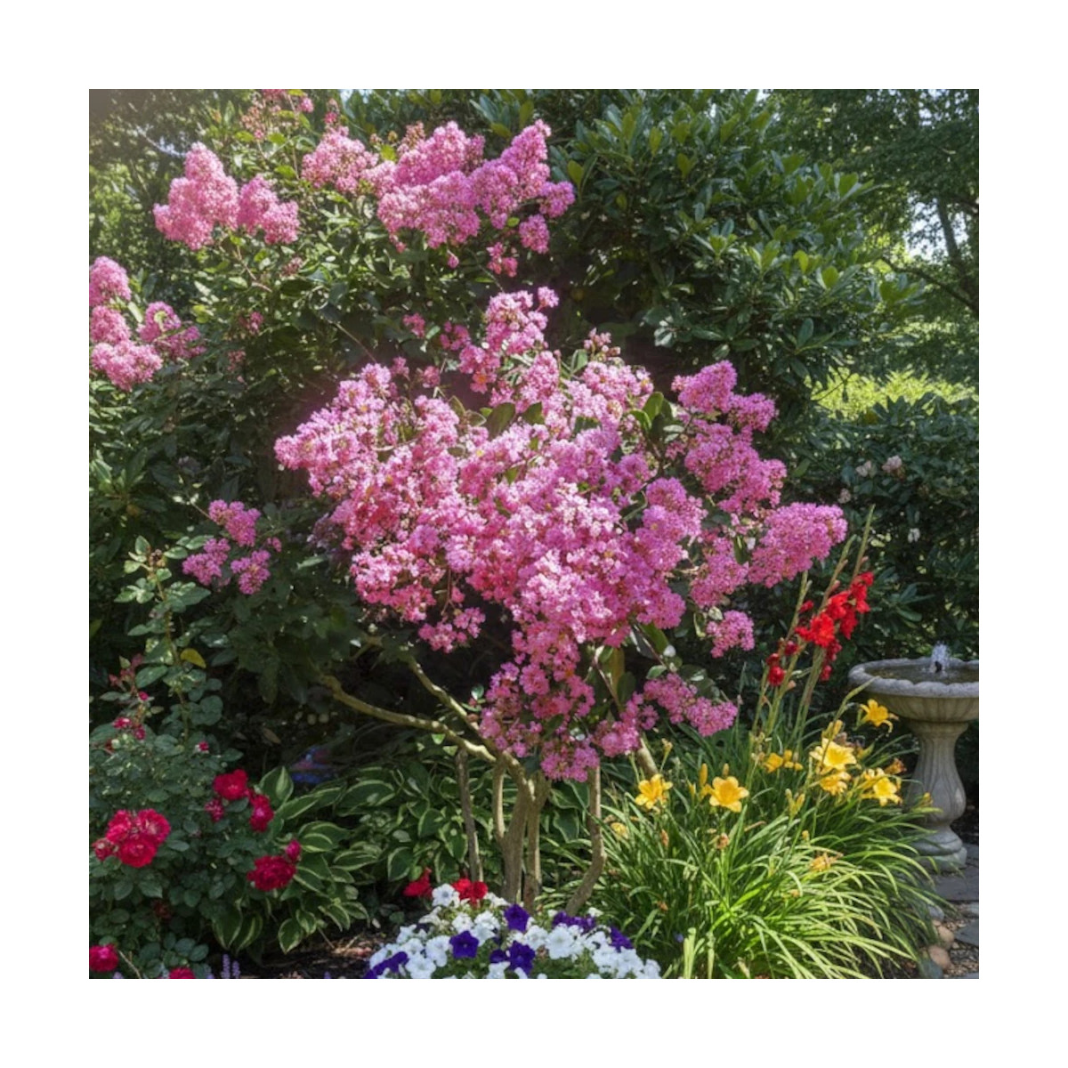 Lilas des Indes Jacqueline Desmartis, Lagerstroemia