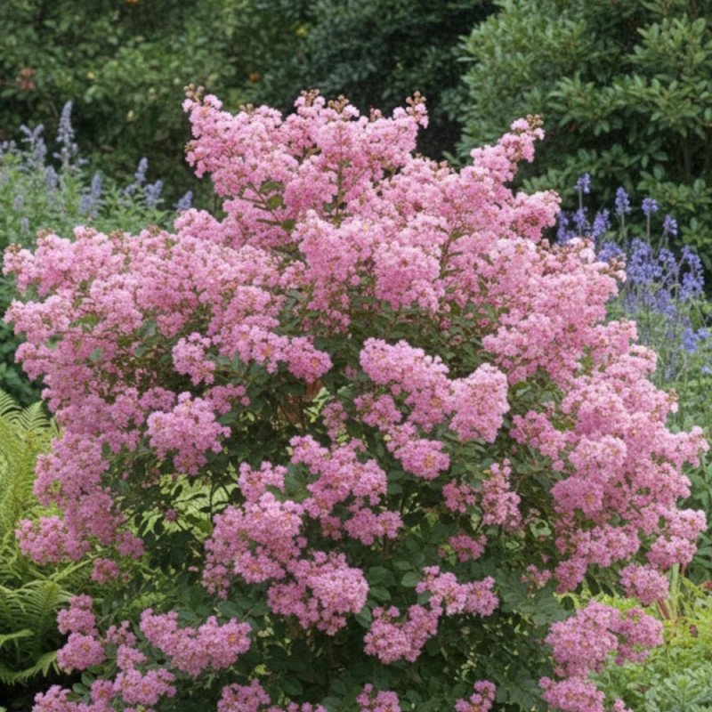 Lilas des Indes Jacqueline Desmartis, Lagerstroemia