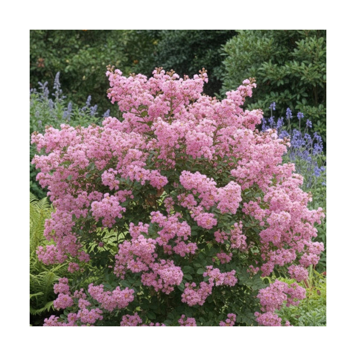 Lilas des Indes Jacqueline Desmartis, Lagerstroemia