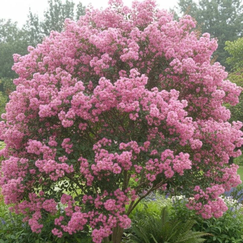 Lilas des Indes Jacqueline Desmartis, Lagerstroemia