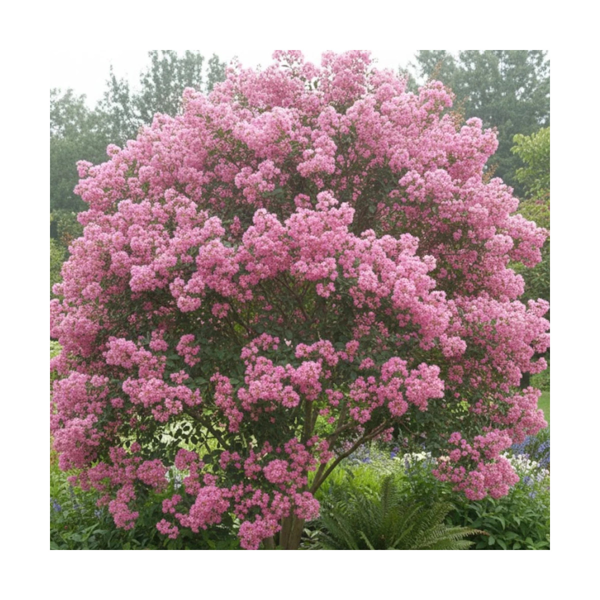 Lilas des Indes Jacqueline Desmartis, Lagerstroemia