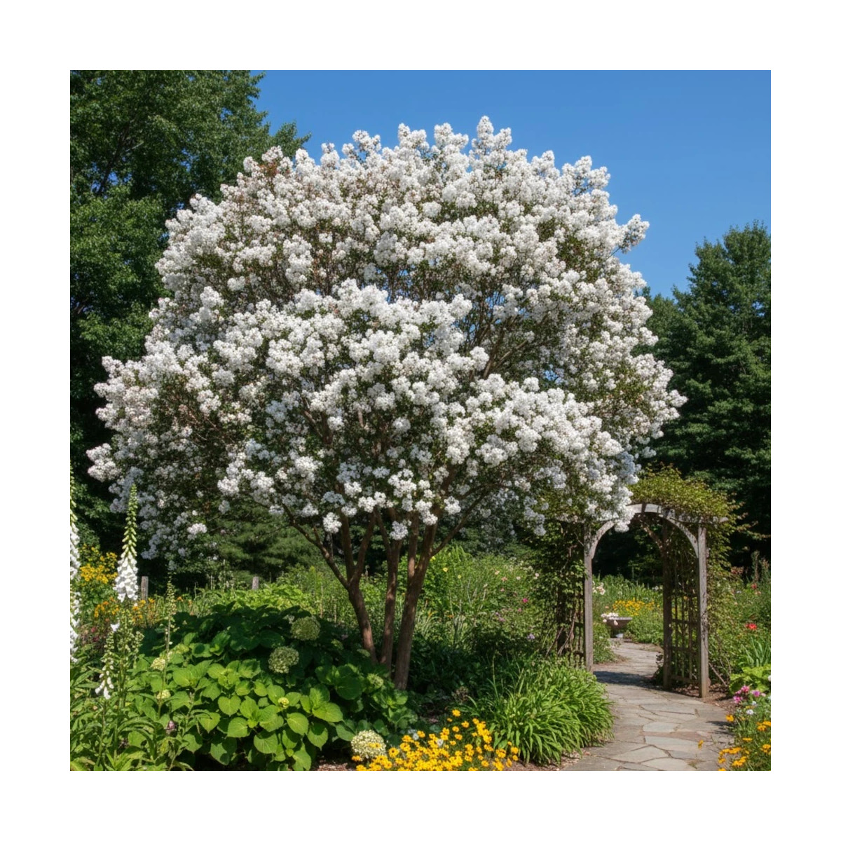 Lilas des Indes Kimono, Lagerstroemia