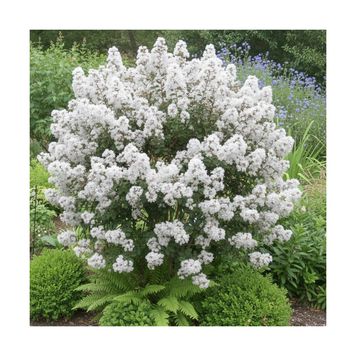 Lilas des Indes Kimono, Lagerstroemia