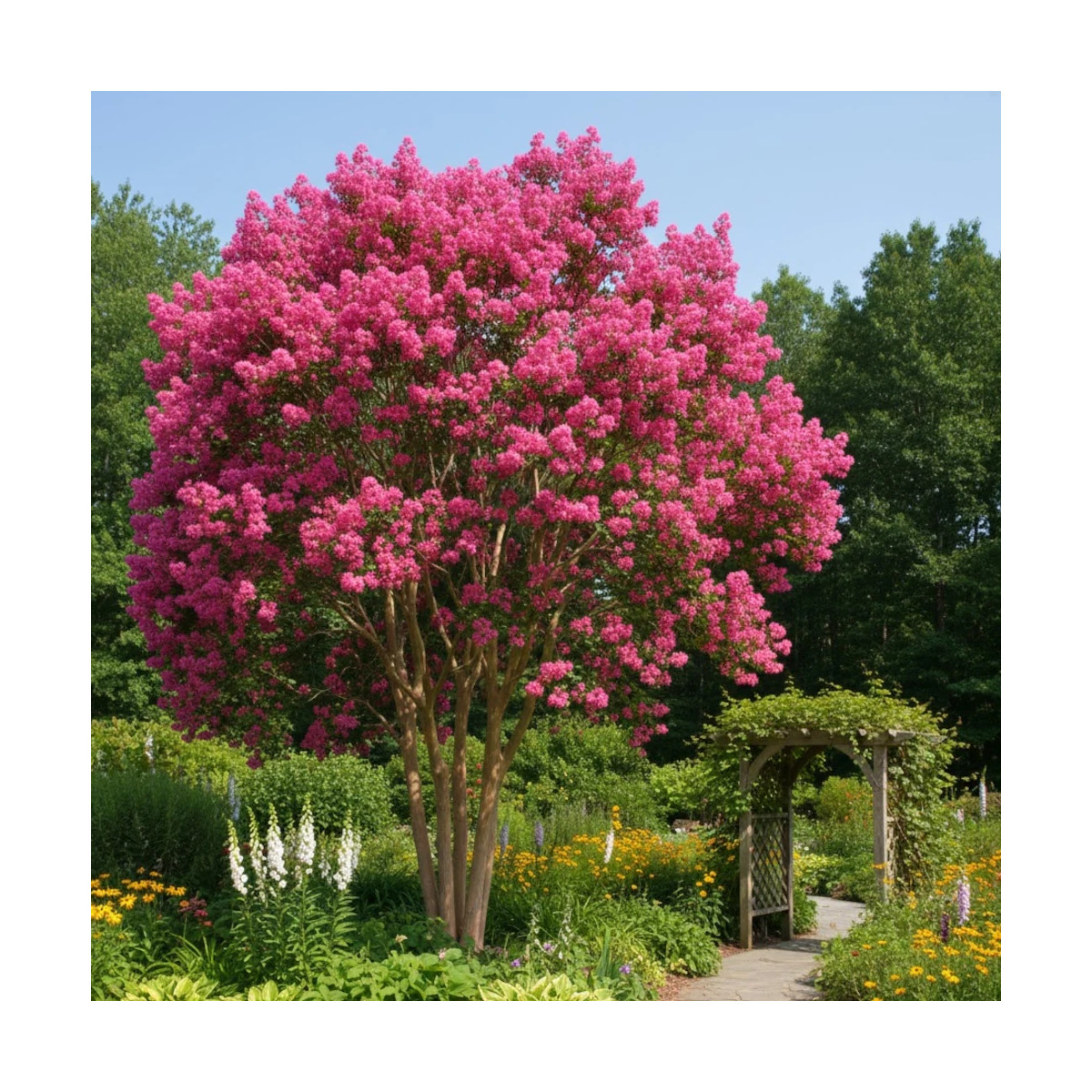 Lilas des Indes La Mousson, Lagerstroemia