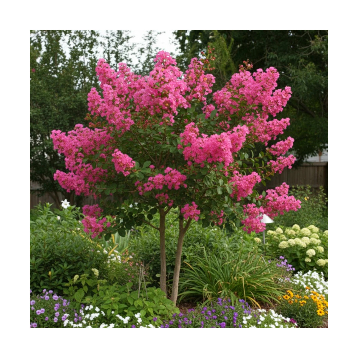 Lilas des Indes La Mousson, Lagerstroemia