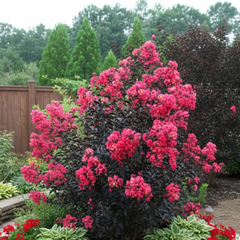 Lilas des indes Midnight Magic® 'Piilag V', Lagerstroemia