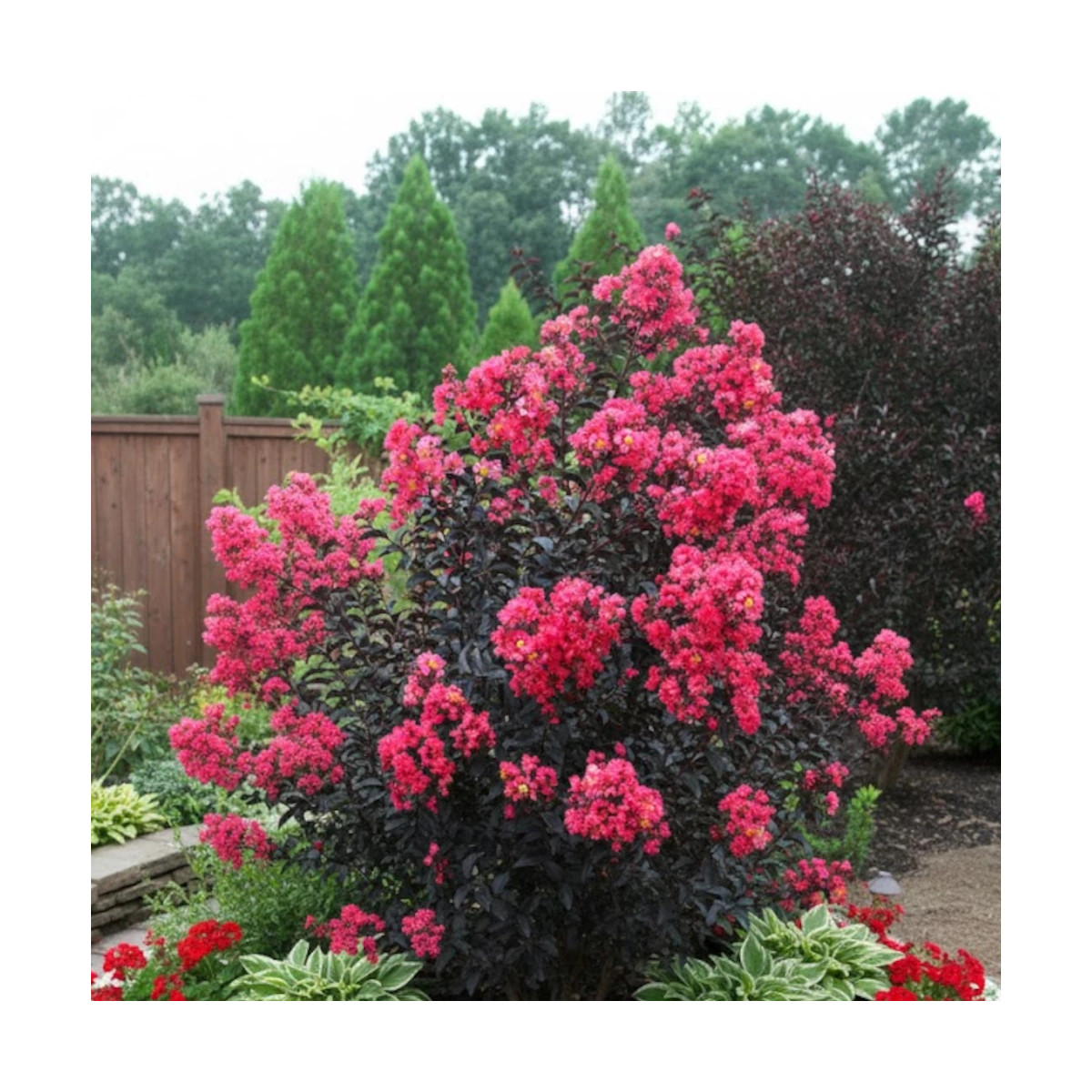 Lilas des indes Midnight Magic® 'Piilag V', Lagerstroemia