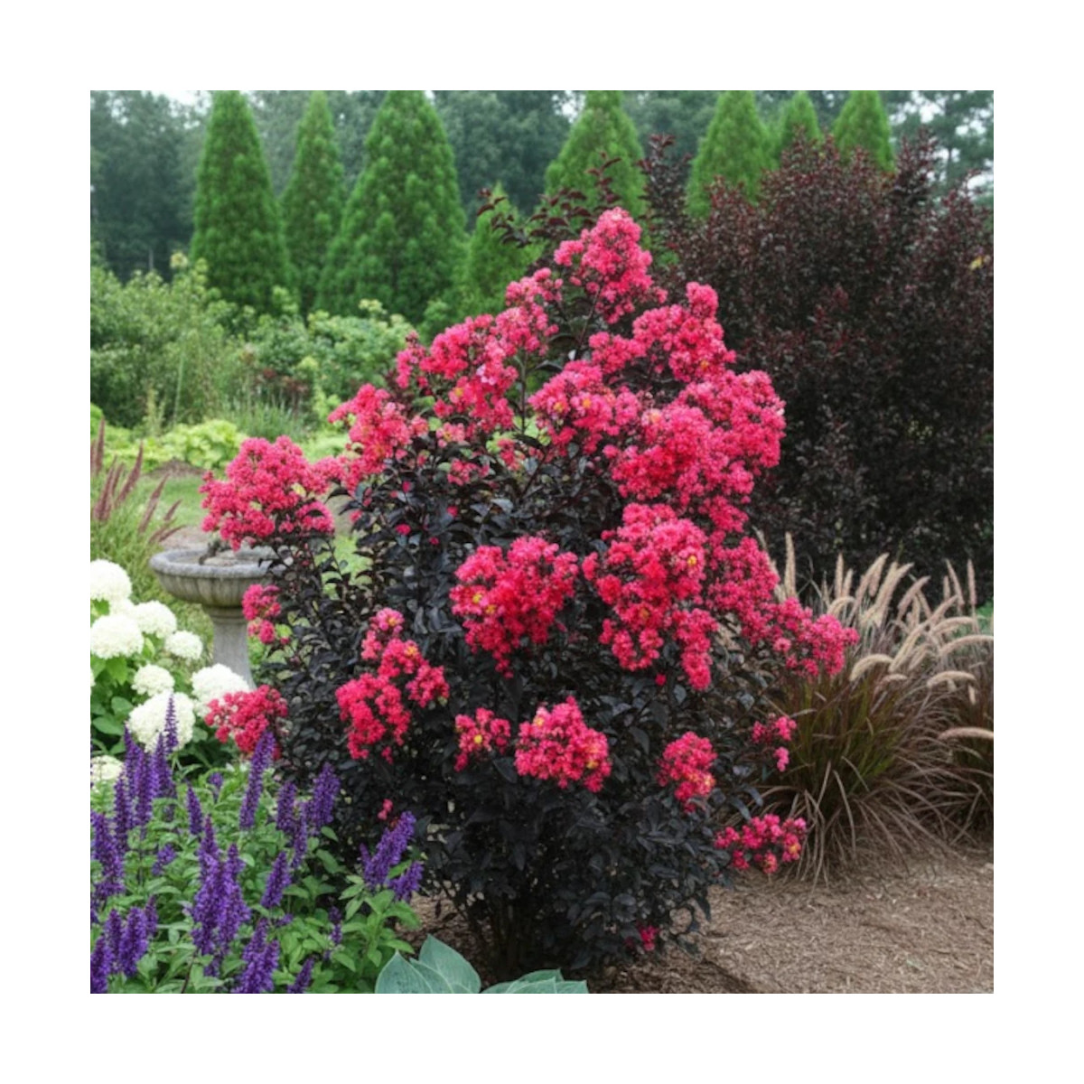 Lilas des indes Midnight Magic® 'Piilag V', Lagerstroemia