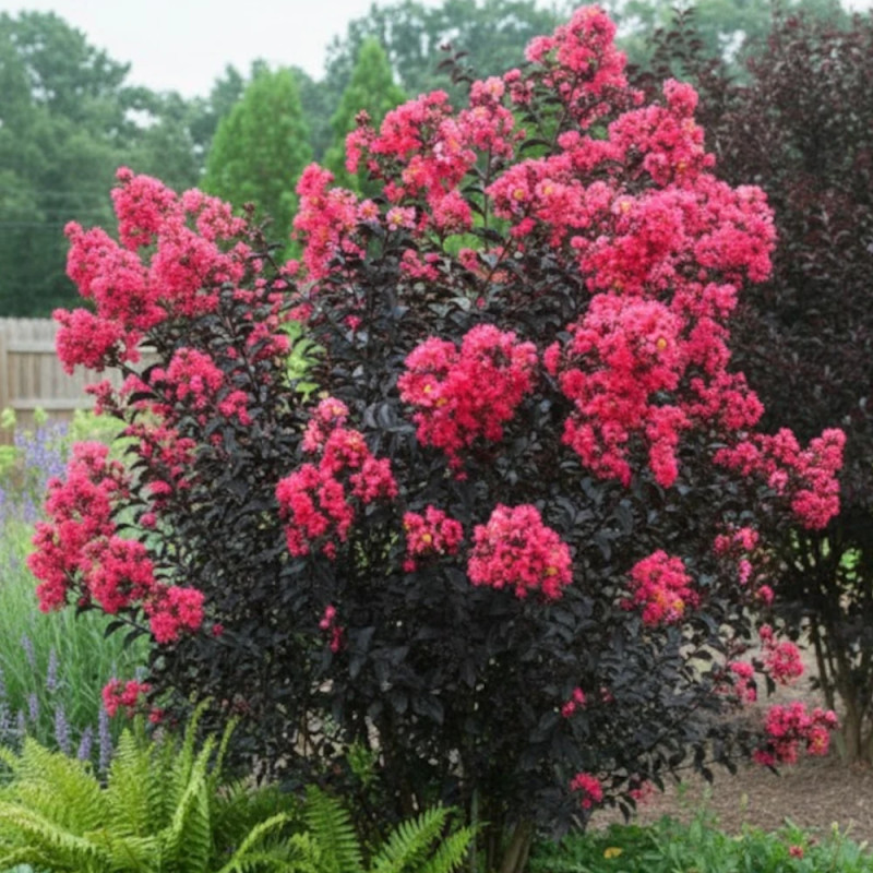 Lilas des indes Midnight Magic® 'Piilag V', Lagerstroemia