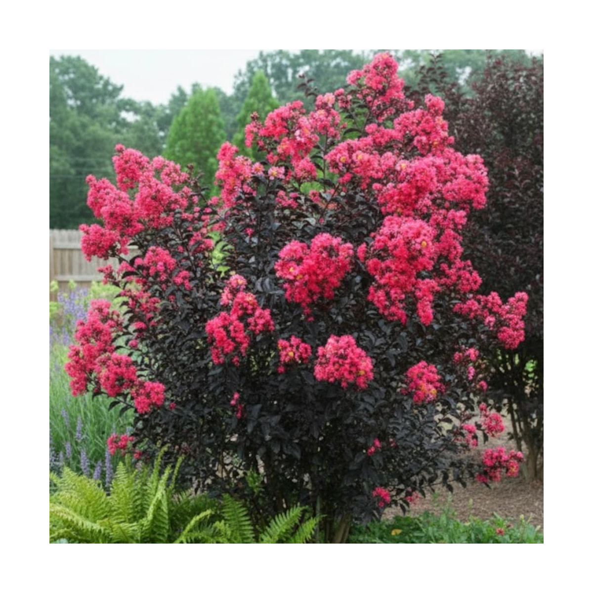 Lilas des indes Midnight Magic® 'Piilag V', Lagerstroemia