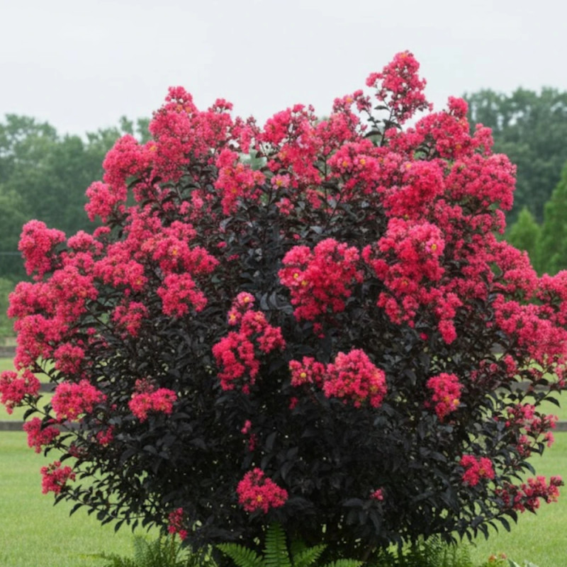 Lilas des indes Midnight Magic® 'Piilag V', Lagerstroemia