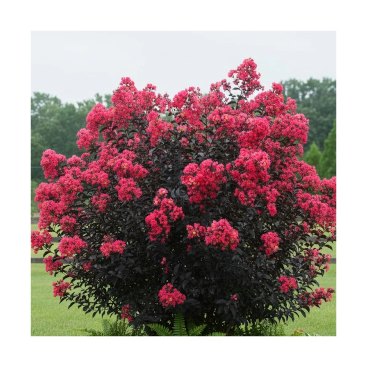 Lilas des indes Midnight Magic® 'Piilag V', Lagerstroemia