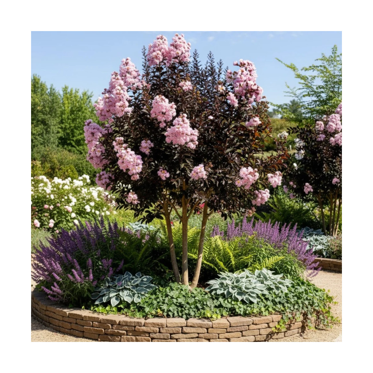 Lilas des indes Moonlight Magic® 'PIILAG-IV', Lagerstroemia