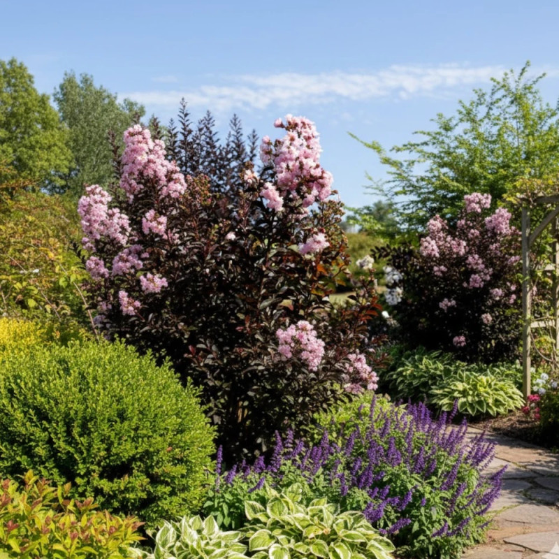 Lilas des indes Moonlight Magic® 'PIILAG-IV', Lagerstroemia
