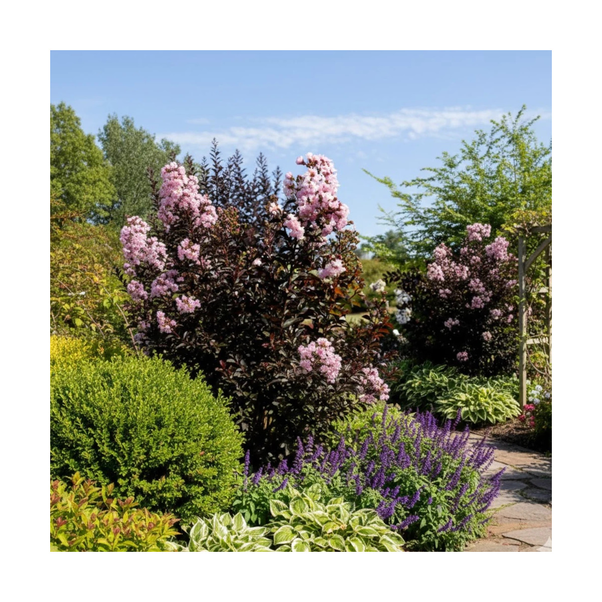 Lilas des indes Moonlight Magic® 'PIILAG-IV', Lagerstroemia