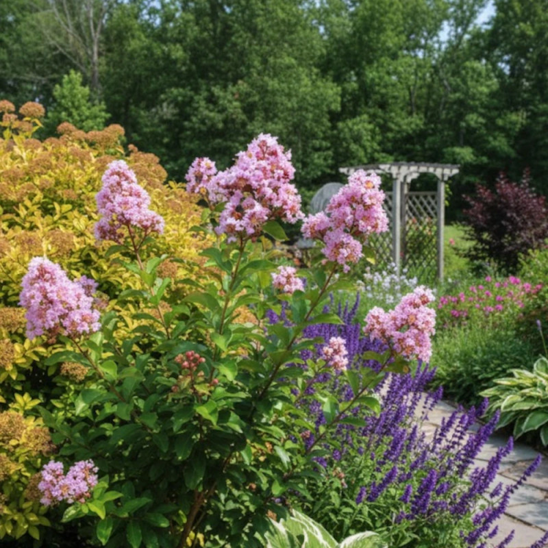 Lilas des Indes Muskogee, Lagerstroemia