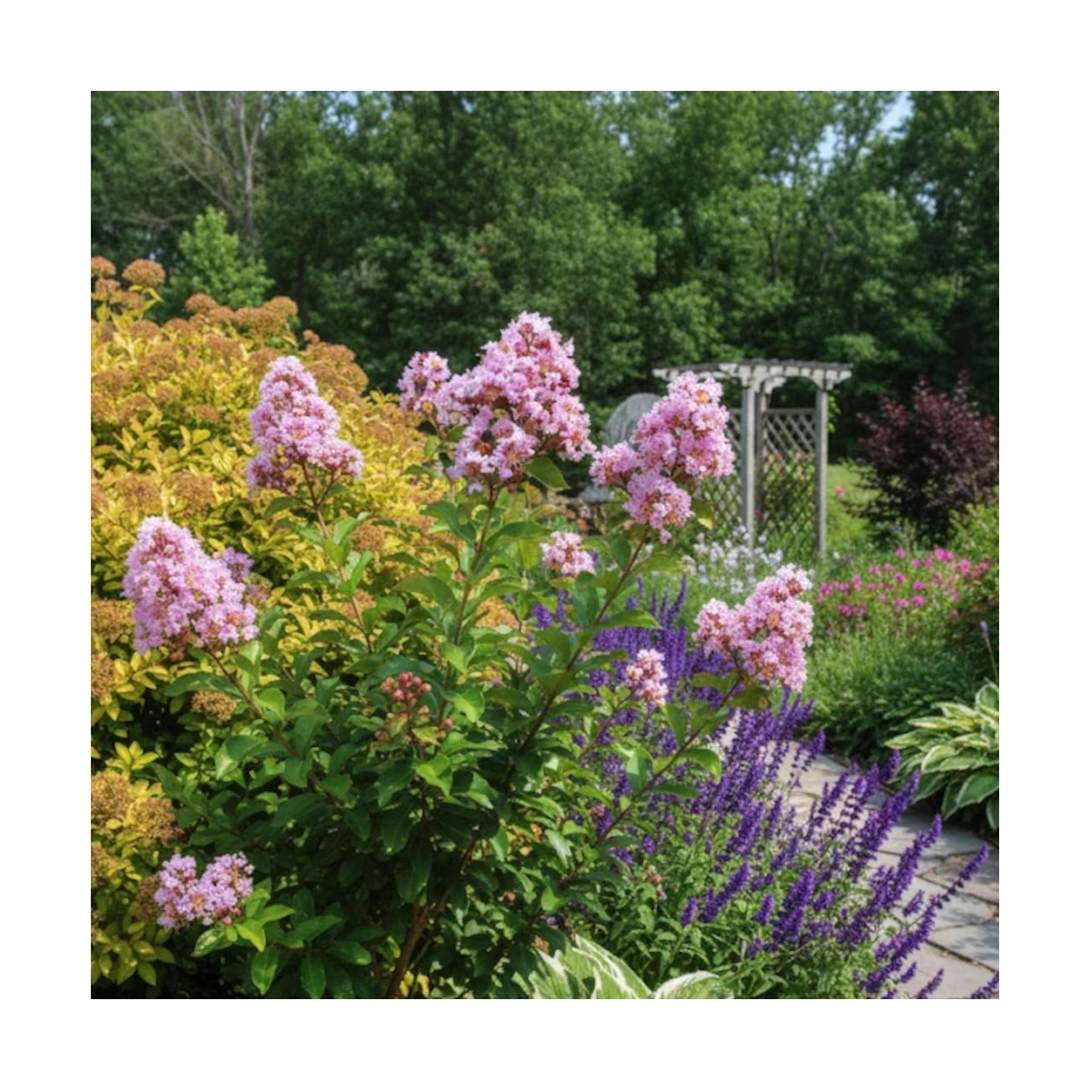 Lilas des Indes Muskogee, Lagerstroemia