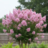 Lilas des Indes Muskogee, Lagerstroemia