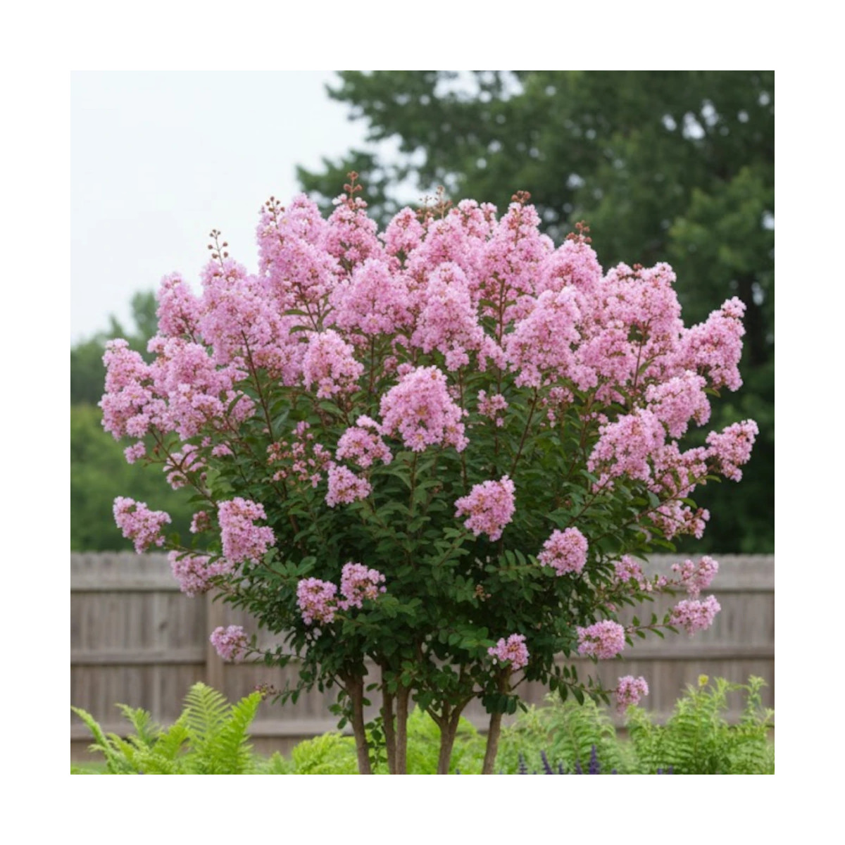 Lilas des Indes Muskogee, Lagerstroemia
