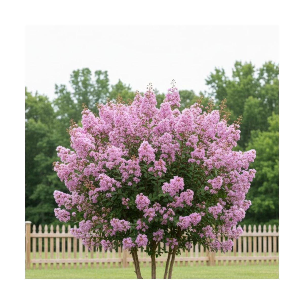 Lilas des Indes Muskogee, Lagerstroemia