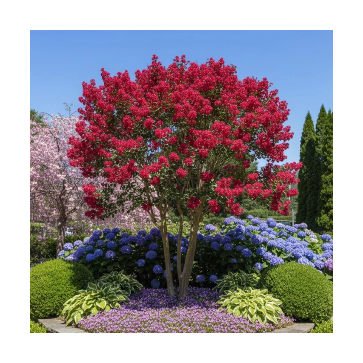 Lilas des Indes Périgord Pourpre, Lagerstroemia