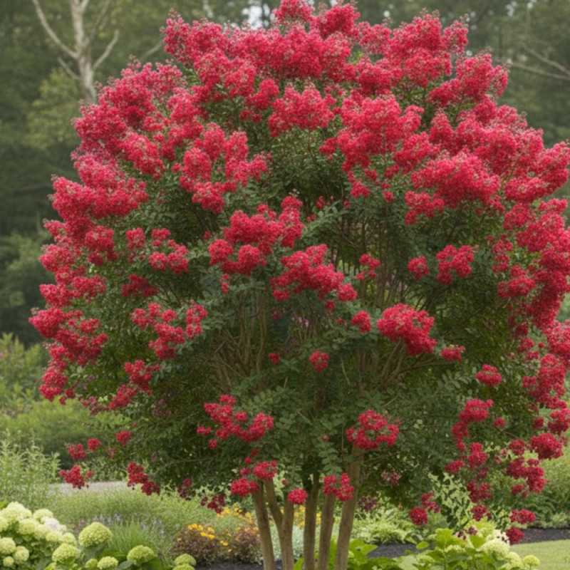 Lilas des Indes Périgord Pourpre, Lagerstroemia