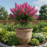 Lilas des Indes Petit´ Canaille® Rose, Lagerstroemia