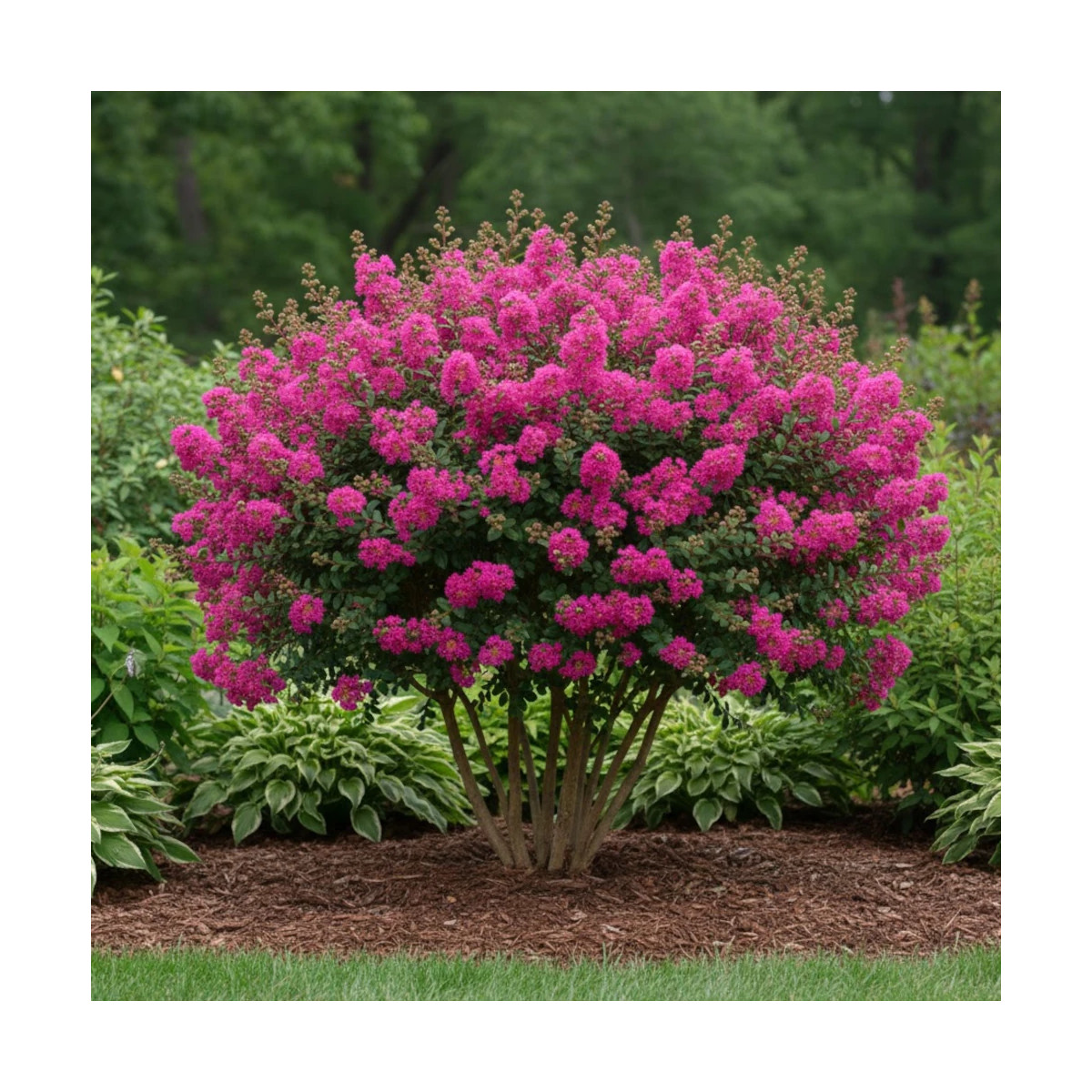 Lilas des Indes Petit´ Canaille® Rose, Lagerstroemia