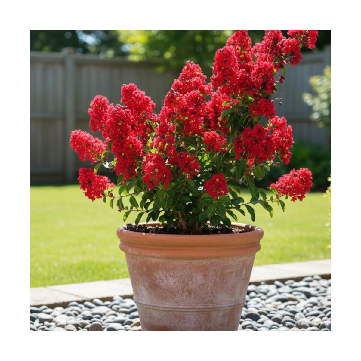 Lilas des Indes Red Rocket® 'WhiteIV', Lagerstroemia