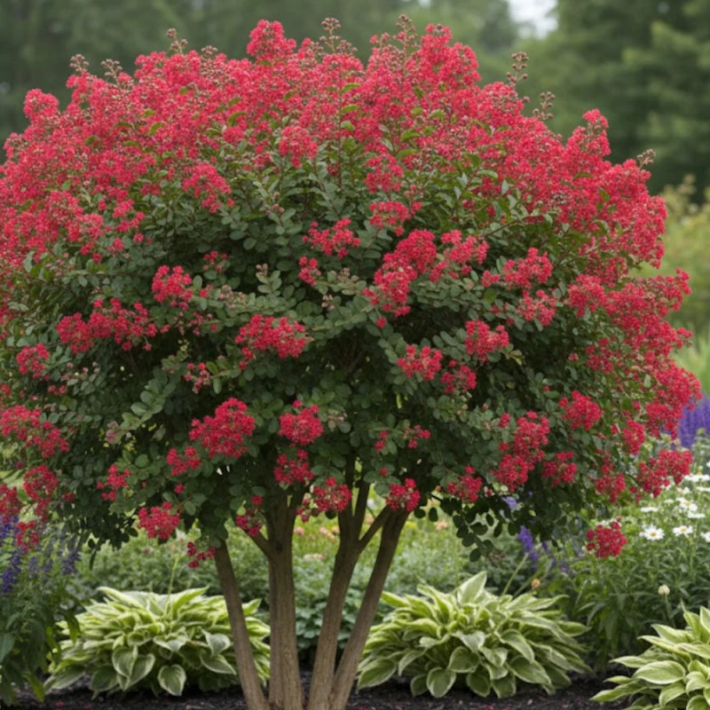 Lilas des Indes Red Rocket® 'WhiteIV', Lagerstroemia