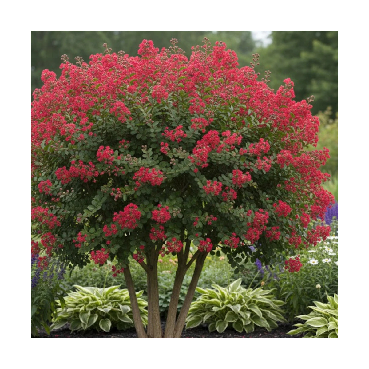 Lilas des Indes Red Rocket® 'WhiteIV', Lagerstroemia