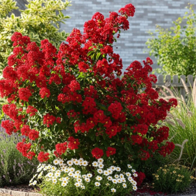 Lilas des Indes Red Rocket® 'WhiteIV', Lagerstroemia