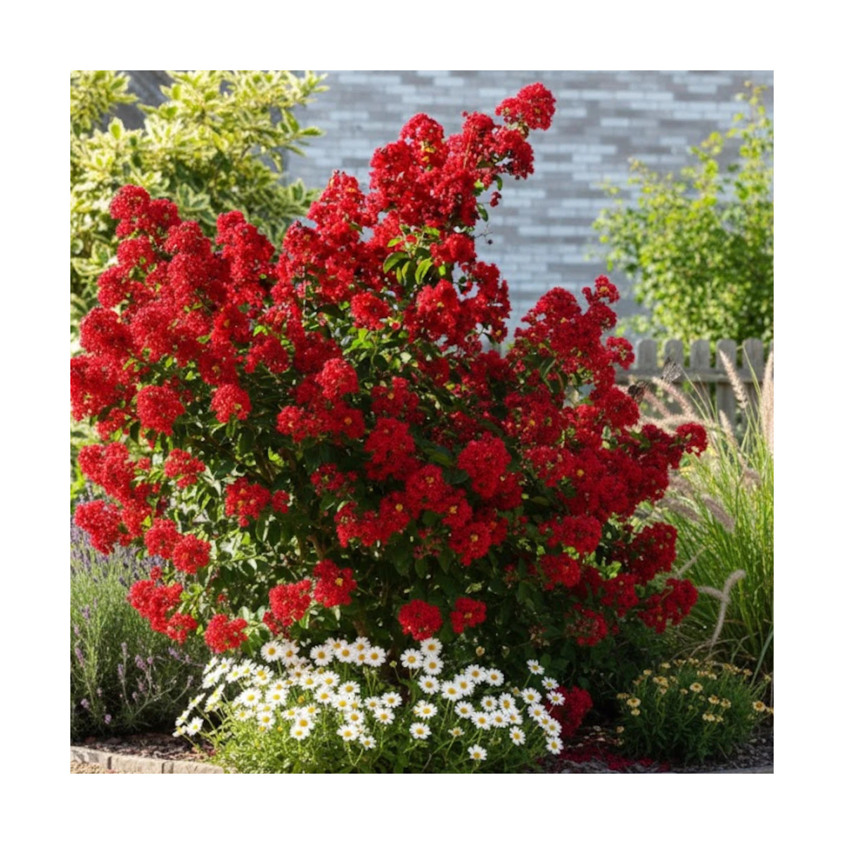 Lilas des Indes Red Rocket® 'WhiteIV', Lagerstroemia