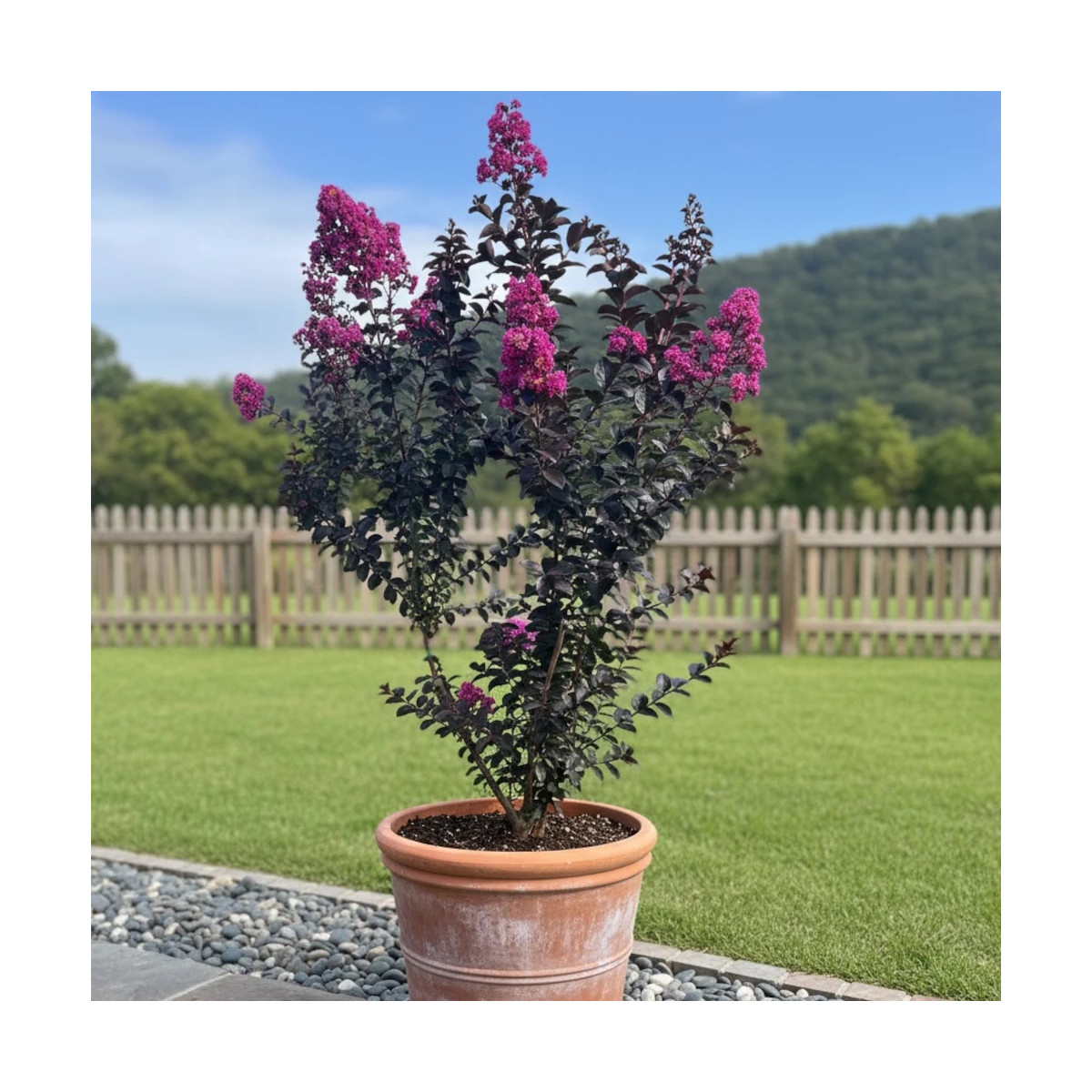 Lilas des Indes Rhapsody in Blue, Lagerstroemia